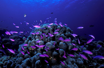 Purple queen anthiases in Kosrae, Micronesia.