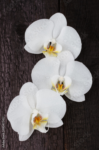 Naklejka dekoracyjna white orchid, phalaenopsis flowers
