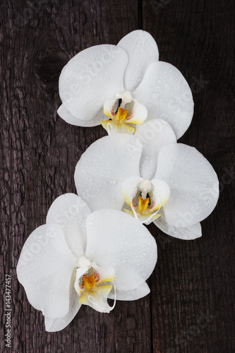 Tapeta ścienna na wymiar white orchid, phalaenopsis flowers