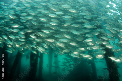 Fotografia, Obraz Mackerel scad, Decapterus russelli, school under a jetty, Raja Ampat Indonesia