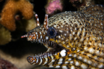 Wall Mural - Dragon moray eel, Enchelycore pardalis. Kritimati Island, Kribati.