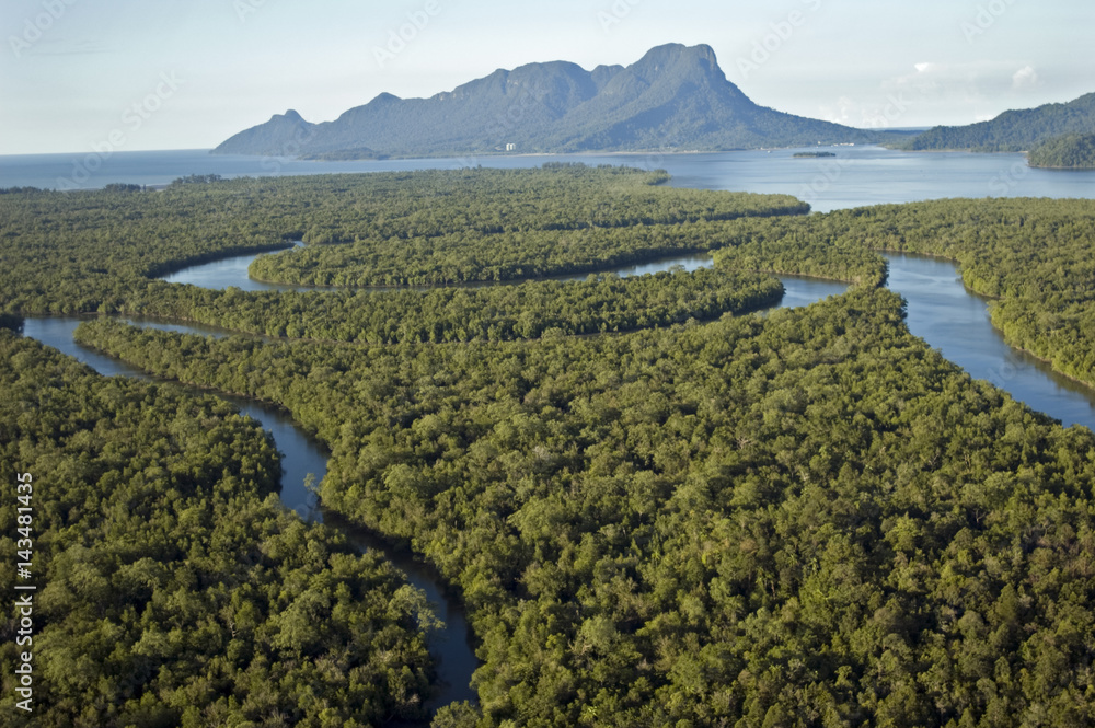Kuching River Mangrove Forest