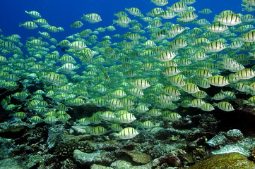 Wall Mural - Convict surgeonfishes, Acanthurus triostegus, massive school feeding behavior. Tabuaeran (Fanning) Island, Kribati.