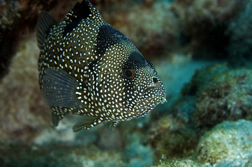 Wall Mural - Spotted soapfish, Pogonoperca chabanaudi, Kritimati Island, Kribati.