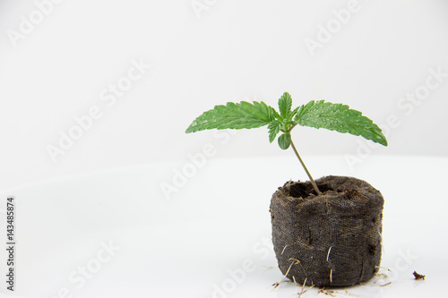 Plakat Marihuany rozsady marihuany zdrowe rośliny odizolowywali biel