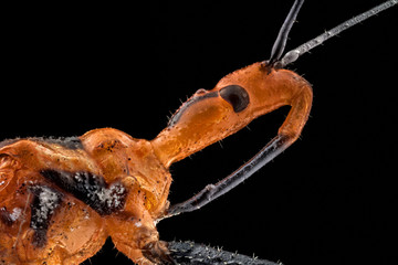 Wall Mural - Extreme macro of a Milkweed Assassin bug (Zelus annulosus). The Milkweed Assassin is considered for its potential as biocontrol agent in integrated pest management.