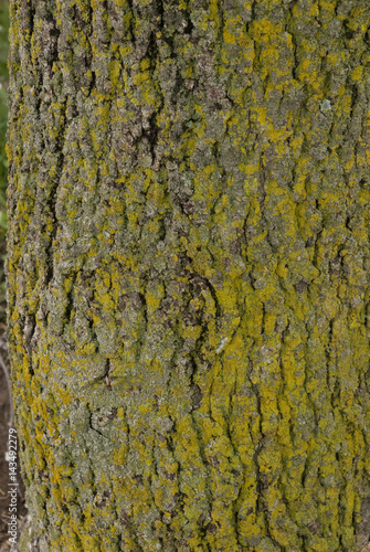 Ulmus Americana, American Elm Leaves and bark Close Up