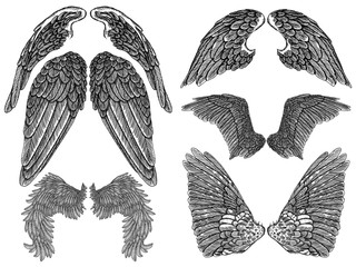 Wall Mural - Heraldic wings set for tattoo and mascot design. Isolated vector illustration collection wings.