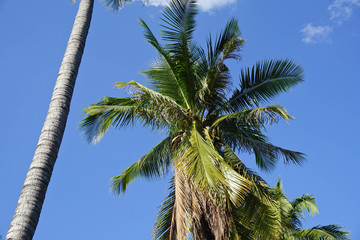 coconut plam tree and blue sky background