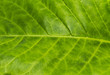 © gjeerawut - Closeup texture of green coffee leaf background with selective focus