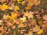 Fototapeta Lawenda - Yellow brown autumn leaves