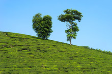 Green Tea Plantation Hill With Big Tree