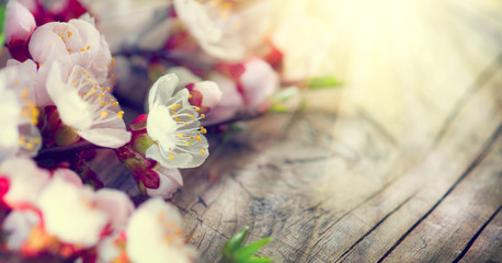 Fotomurales - Spring blossom on wooden background. Blooming apricot flowers