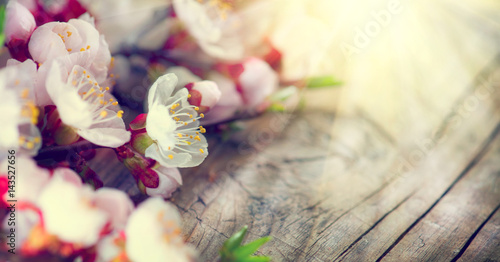 Spring blossom on wooden background. Blooming apricot flowers