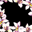 Contrast black card - white orchid flower. Hand painted watercolor drawing
