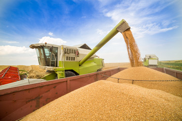 Wall Mural - Combine harvester in action on wheat field. Harvesting is the process of gathering a ripe crop from the fields.