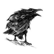 Drawn Sitting Croaking Crows On White Background