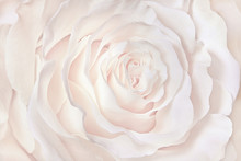 White Rose Close-up