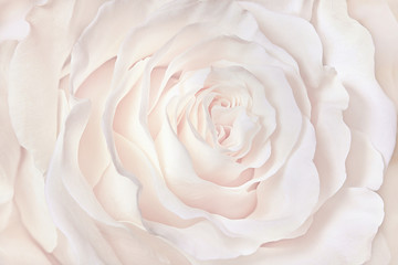 white rose close-up