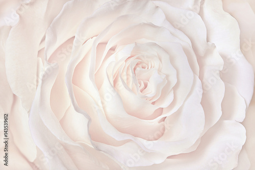 Dekoracja na wymiar  biala-roza-zblizenie