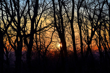 Silhouettes of trees at sunset