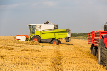 Wall Mural - Combine harvester in action on wheat field. Harvesting is the process of gathering a ripe crop from the fields.