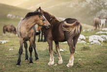 Two Brown Foals Standing In A Prairie