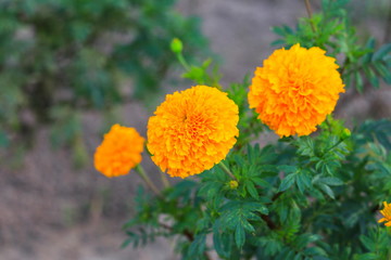 Naklejka na meble marigold yellow flower blooming beautiful in garden (Tagetes erecta, Mexican marigold, Aztec marigold, African marigold)