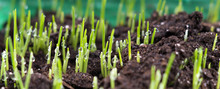  Fresh Oat Sprouts With Water Drops, Close Up. Young Sprouts Of 