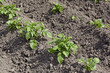 The field of new potatoes after an earthing up