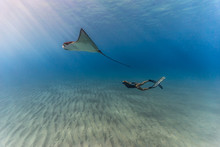Woman Snorkeler And Stingray In Blue Water 