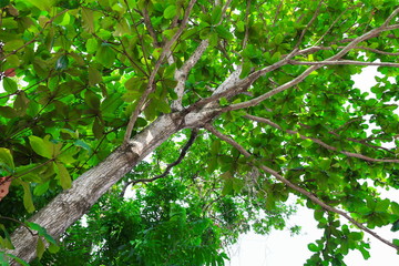 branch and leaf of tree beautiful in the forest on white background, bottom view