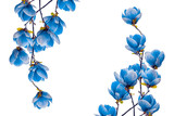 Fototapeta Tulipany - Magnolia blue flower blossom isolated on white background