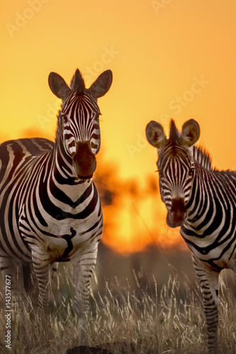 Plakat Równiny zebra w Kruger parku narodowym, Południowa Afryka