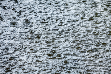 Wall Mural - raindrops on a water surface while a heavy rainfall - stormy weather background