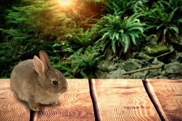 Wall Mural - Composite image of close-up of brown easter bunny