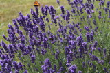 Fototapeta Lawenda - Żółty motyl na lawendzie