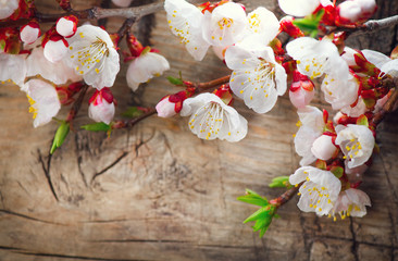Fotomurales - Spring blossom on wooden background. Blooming apricot flowers