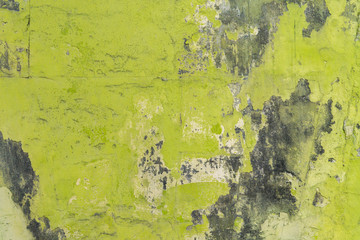 Wall Mural - Green wall with mold background