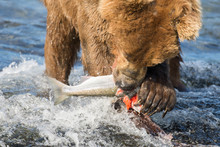 Alaskan Brown Bear Eating Salmon