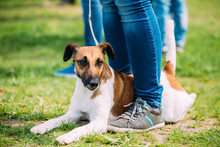 Close Up Of Smooth Fox Terrier Dog Sitting Near Woman Feet In Green Grass