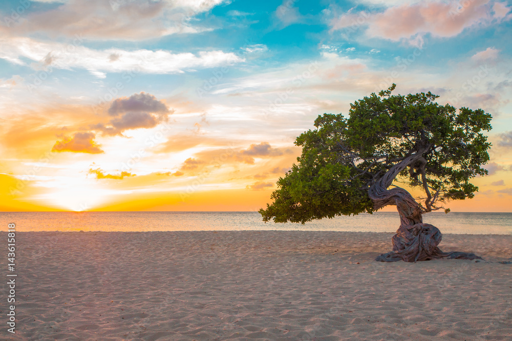 Idyllic view of tropical Aruba beach with Divi Divi tree at sunset - obrazy, fototapety, plakaty 