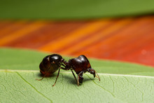 Close-up Photo Of Ants Pheidole Jeton Driversus On A Branch