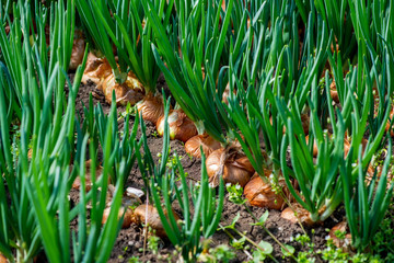 Wall Mural - close-up of onion plantation in a hothouse - selective focus