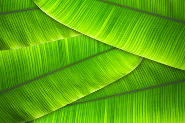 Wall Mural - The leaves of the banana tree Textured abstract background