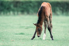 Cute Foal With Spread Front Legs Grazing In Meadow.