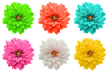 Wall Mural - Pack of colored dahila flowers macro isolated on white