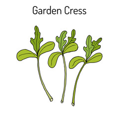 Poster - Garden cress lepidium sativum , or pepper grass, vegetable culinary herb