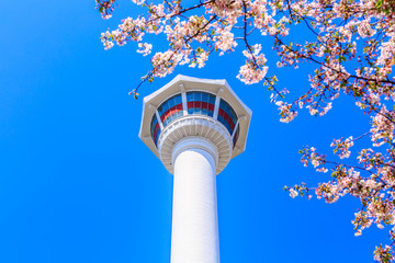 Busan Tower with cherry blossom, Busan, South Korea