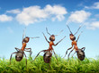 © Antrey - team of ants under blue sky